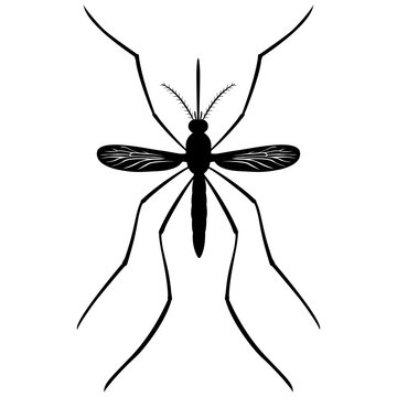 Nature, silhouette Mosquito stilt, top view