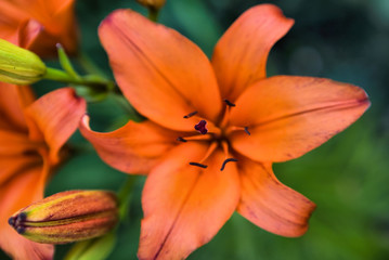 Lilium