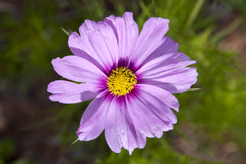 Obraz premium Cosmos bipinnatus, commonly called the garden cosmos or Mexican aster