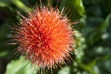 Scadoxus puniceus, commonly known as the paintbrush lily