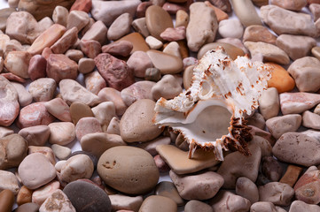 Seashells background - macro shot of beautiful seashells