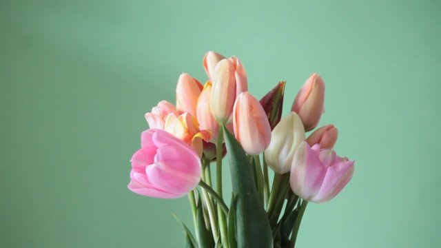 spring tulips on green background