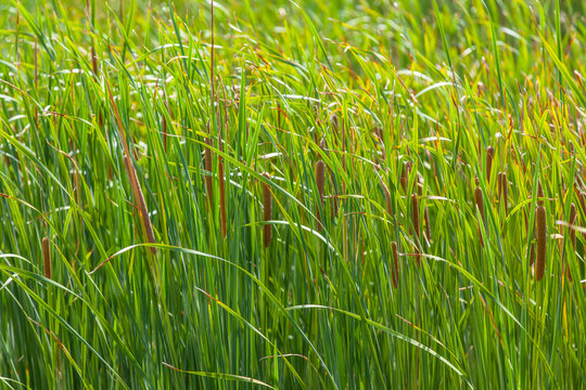  roseau &agrave; massette, typha latifolia, plantes aquatiques