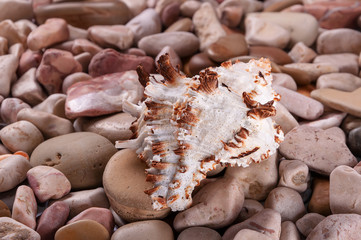 Seashells background - macro shot of beautiful seashells