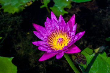 Beautiful pink lotus