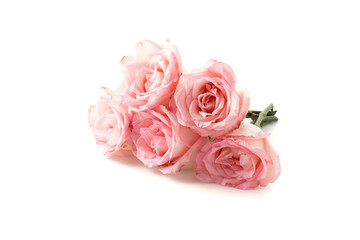 pink and white rose