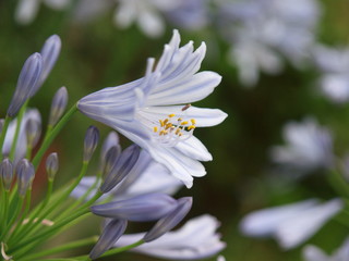 夏の訪れを告げるアガパンサス
