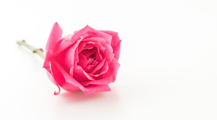 pink rose