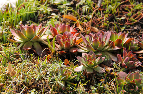 several succulent red and green plants of rolling hen-and-chicks