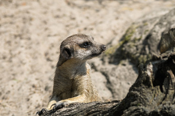 Meerkat in open zoo looking out