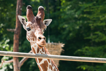 Portrait of a giraffe on the background of green trees