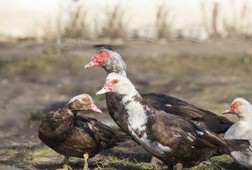 Musk ducks in the yard