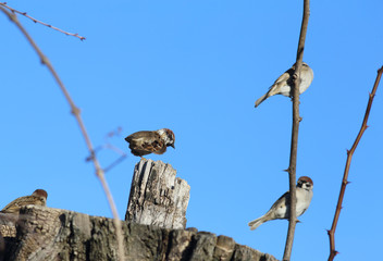 Where escaped tail sparrow