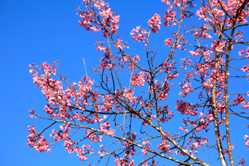 pink flowers against blue sky