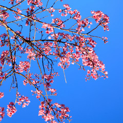 pink flowers against blue sky