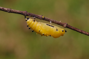 The caterpillar in the garden.