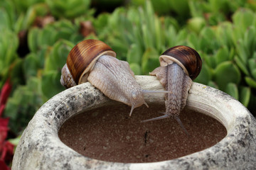 Snails