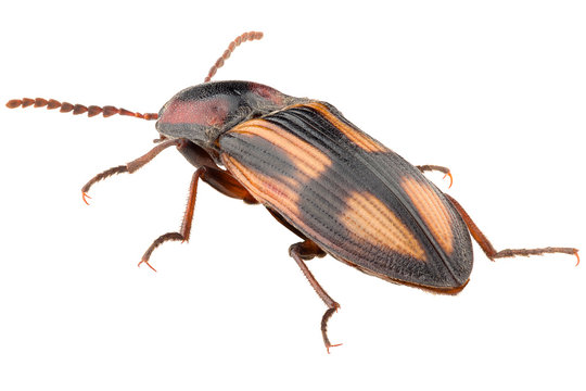 Click beetle Selatosomus cruciatus isolated on white background, rear view.