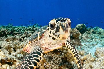 TURTLE CLOSE UP