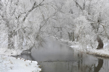 Zimowe kaczki © Tomek Kiecana