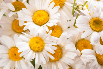 Obraz premium beautiful bouquet of chamomile on vintage wooden table