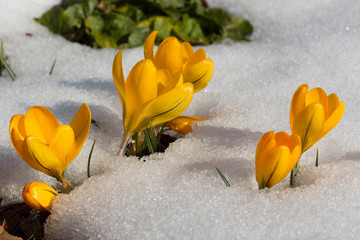 Krokusse im Schnee