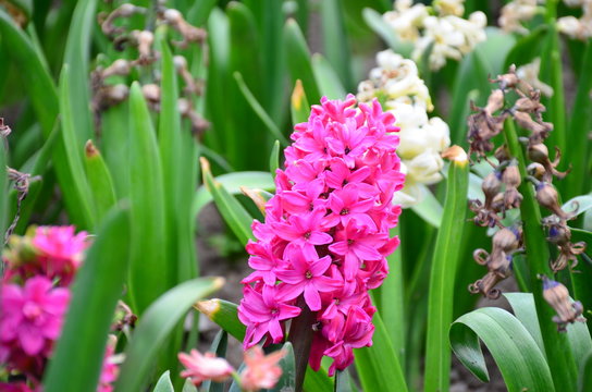 Pink flowering hyacinth in the garden of Keukenhof, Netherlands