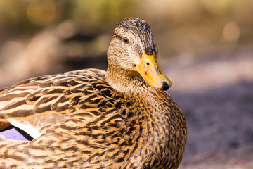Duck