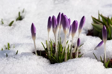 Möbelaufkleber Krokusse im Schnee © ChristArt