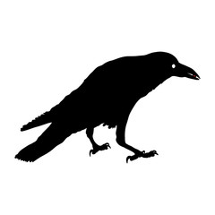 vector silhouette of a crows in different positions. vector outline.