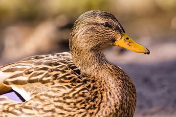 Duck portrait