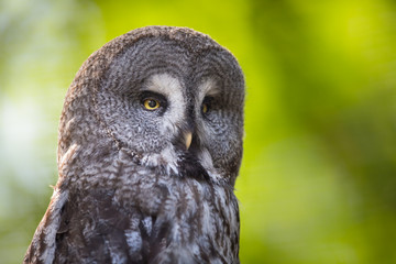 Close up of a Tawny Owl (Strix aluco) in woods