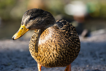 Duck