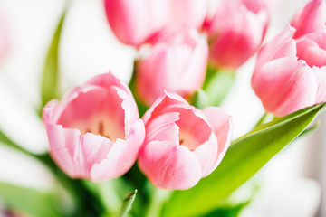 Bouquet of fresh tulips first spring scene