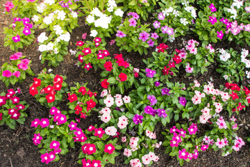 little flowers background