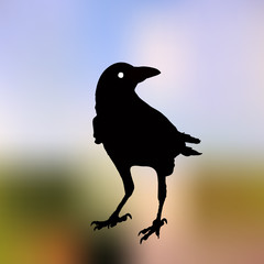 vector silhouette of a crows in different positions. vector outline.