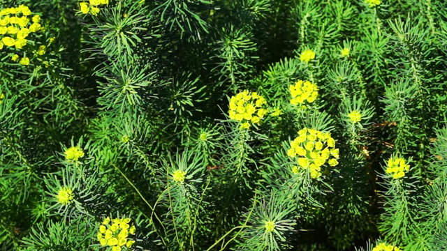 Yellow Flowers of Cypress Spurge (Euphorbia Cyparissias)