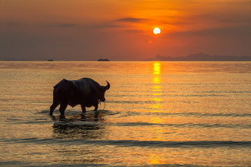 Bull standing in the sea on a background of tropical sunset