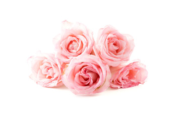 Obraz premium pink and white rose