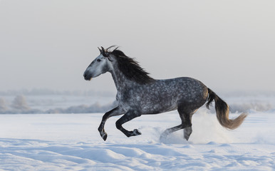 Purebred horse galloping across a winter snowy meadow