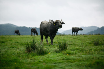 Water buffalos