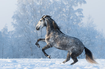 Obraz na płótnie Canvas Purebred horse prancing on winter meadow