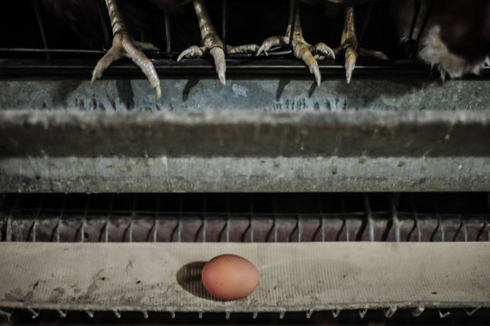 Egg on a conveyor belt