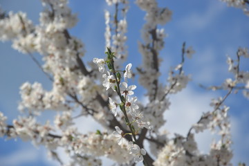 Mirabellenblüte