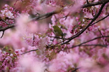 河津桜とメジロ