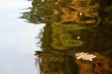 Maple leaf floating