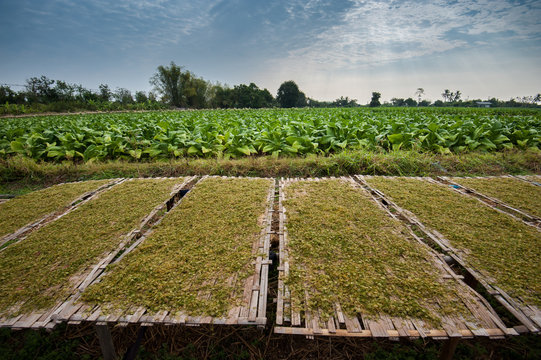 Cigarette farm. Dry tobacco leaf in bamboo plate in the morning.