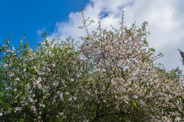 Fototapeta na wymiar blossoming of almond-tree