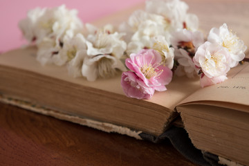 Spring plum blossoming with old books