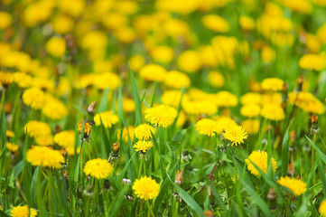Fototapeta premium meadow with blooming dandelions